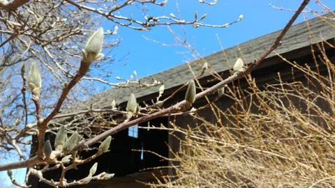 Spring Time Tree Buds Stock Photos