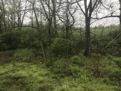 Spring Time Tree Line Stock Photos