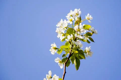 Spring time tree, white flowers on the branch, cherry tree blossoming time Stock Photos