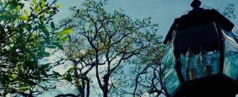 Spring time with trees and light film like Stock Footage 106632785