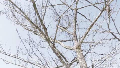 Spring time trees 스톡 동영상 154231453