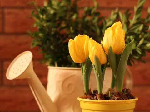 Spring time - tulips Stock Photos