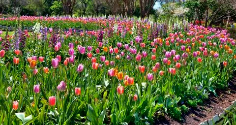 Spring time Tulips Foto stock