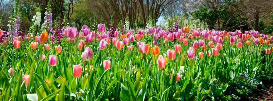 Spring time is for Tulips. Stock Photos