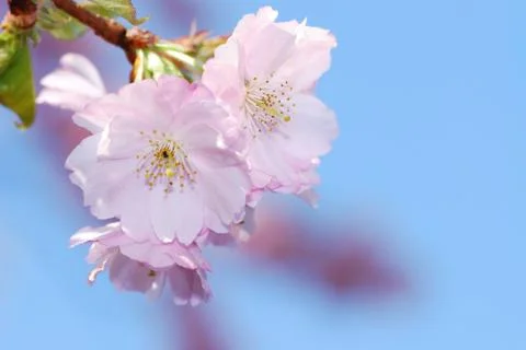 Spring time with a twig of pink cherry blossoms Stock Photos