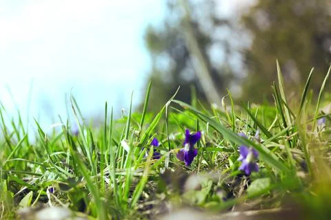 Spring time with Violets Stock Photos