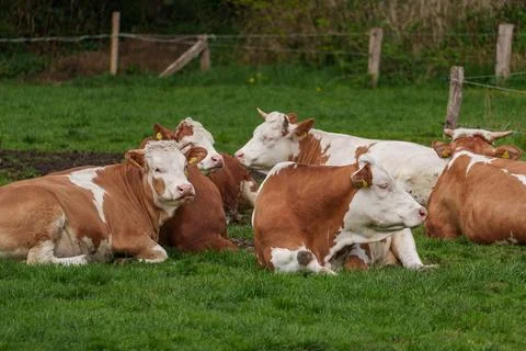 Spring time in westphalia Stock Photos