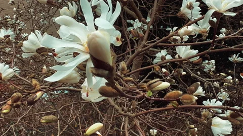Spring time. White azalea flowers as spring background 스톡 동영상 236494272