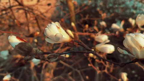 Spring time. White azalea flowers as spring background Vídeos de archivo 236494357