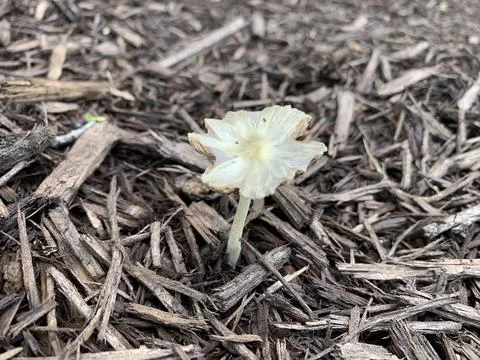 Spring time withered Mushroom Stock Photos