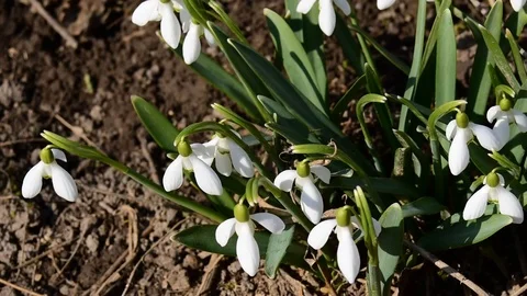 Spring time of year. blossom snowdrops. Stock Footage 104767109