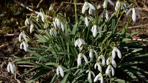 Spring time of year. blossom snowdrops. Stock Footage 104767701