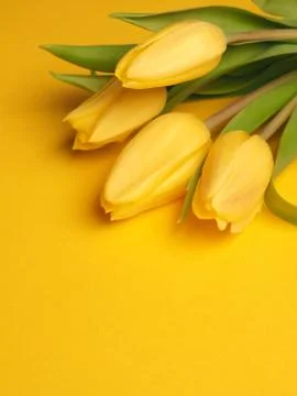 Spring time, yellow tulips Stock Photos