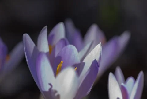 Spring time,crocus flower Stock Photos