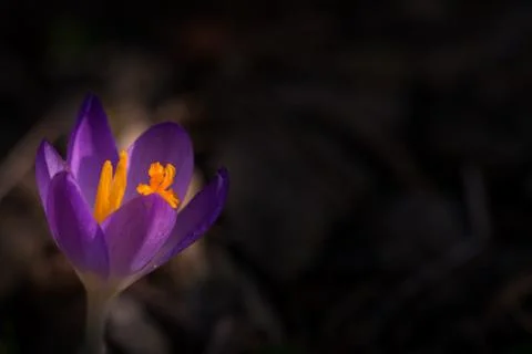 Spring time,crocus flower Stock Photos