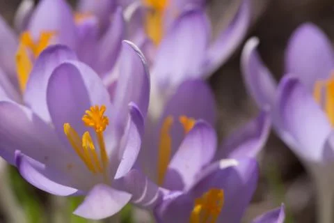 Spring time,crocus flower Stock Photos