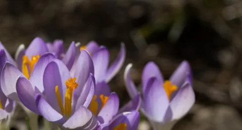 Spring time,crocus flower Stock Photos