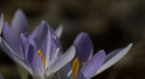 Spring time,crocus flower Stock Photos