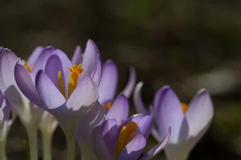 Spring time,crocus flower Foto stock