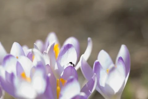 Spring time,crocus flower Stock Photos