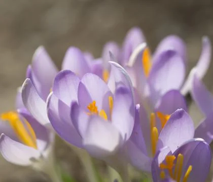 Spring time,crocus flower Stock Photos