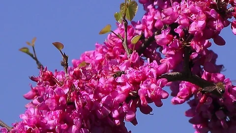 Spring time.Eastern redbud tree branch, macro Stock Footage 88228380