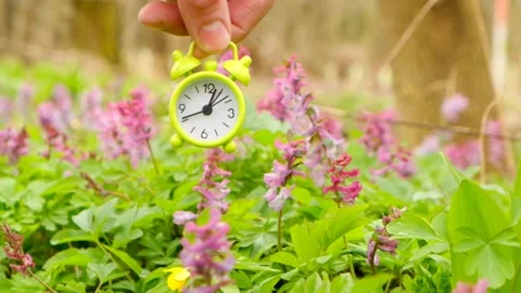 Spring time.Green alarm clock in purple  flowers Stock Footage 167753643