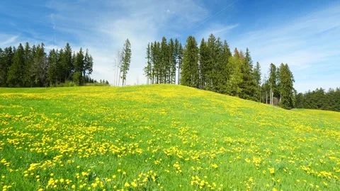 A Spring Timelapse: Green Meadows, Beautiful Dandelion Blooms, and the Peacef Stock Footage 309184976