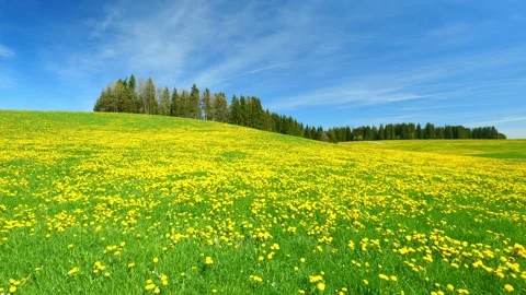 Spring Timelapse: The Peaceful Movement of Green Meadows, Dandelion Blossoms, Stock Footage 309183478