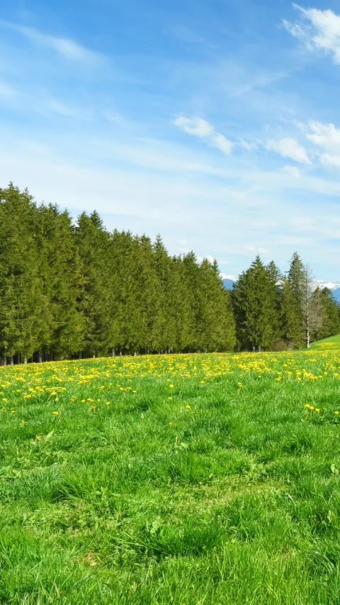 Spring Timelapse: A Serene View of Lush Green Meadows, Dandelion Flowers, and Stock Footage 309226299