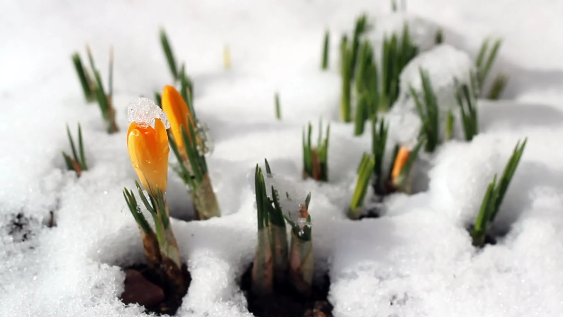 Image Of Spring Flowers In Snow Flowers Healthy