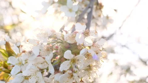 Spring time.White  flowers close-up. Spring mood. Stock Footage 165436217