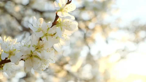 Spring time.White plum flowers close-up.Blooming white branches. Stock Footage 161976363
