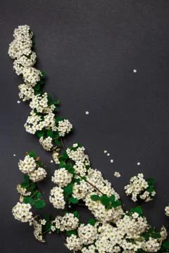Spring tiny white flowers on black background, flat lay 库存照片