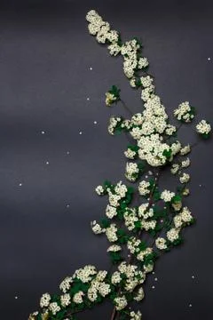 Spring tiny white flowers on black background, flat lay Stock Photos