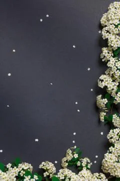 Spring tiny white flowers on black background, flat lay Stock Photos