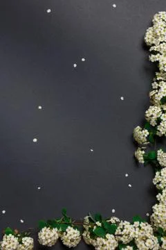 Spring tiny white flowers on black background, flat lay Stock Photos
