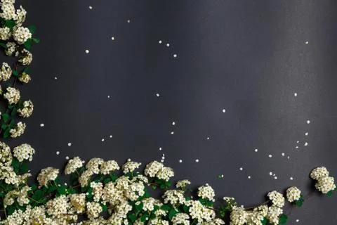 Spring tiny white flowers on black background, flat lay Stock Photos