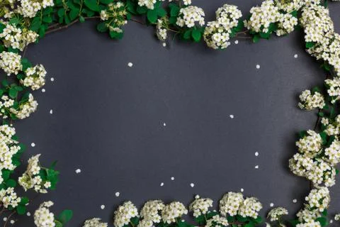 Spring tiny white flowers on black background, flat lay Stock Photos