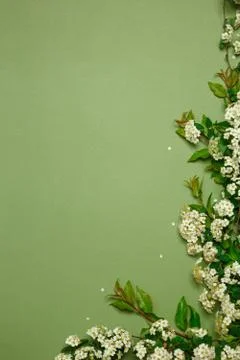 Spring tiny white flowers on yellow green background, flat lay Stock Photos