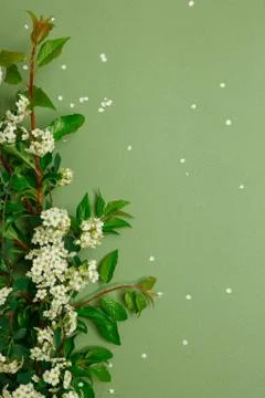 Spring tiny white flowers on yellow green background, flat lay Stock Photos
