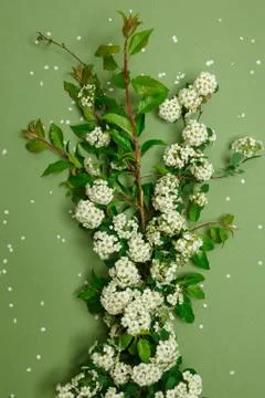 Spring tiny white flowers on yellow green background, flat lay Stock Photos