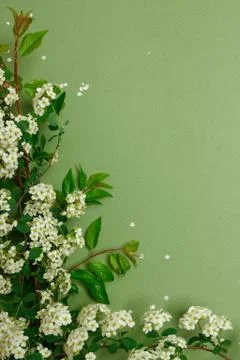 Spring tiny white flowers on yellow green background, flat lay Stock Photos