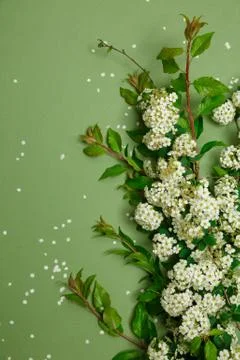 Spring tiny white flowers on yellow green background, flat lay Stock Photos