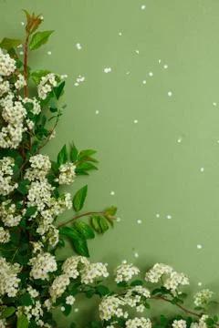 Spring tiny white flowers on yellow green background, flat lay 库存照片