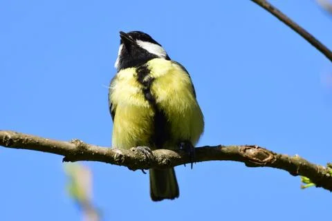 Spring tit Parus major is resting on cherry plum branch Stock Photos