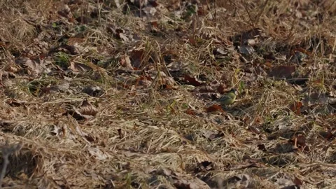 In spring, tits Stock Footage 334378032