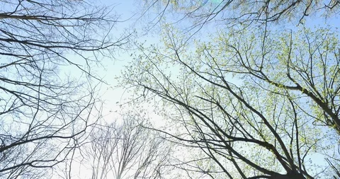 Spring, top view of trees, moving camera. Close Up Stock Footage 106812006