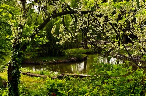 Spring in Topcider park with a trees full of with white flowers Stock Photos