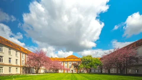 Spring in the town, trees in blossom, seamless loop Video stock 87800903